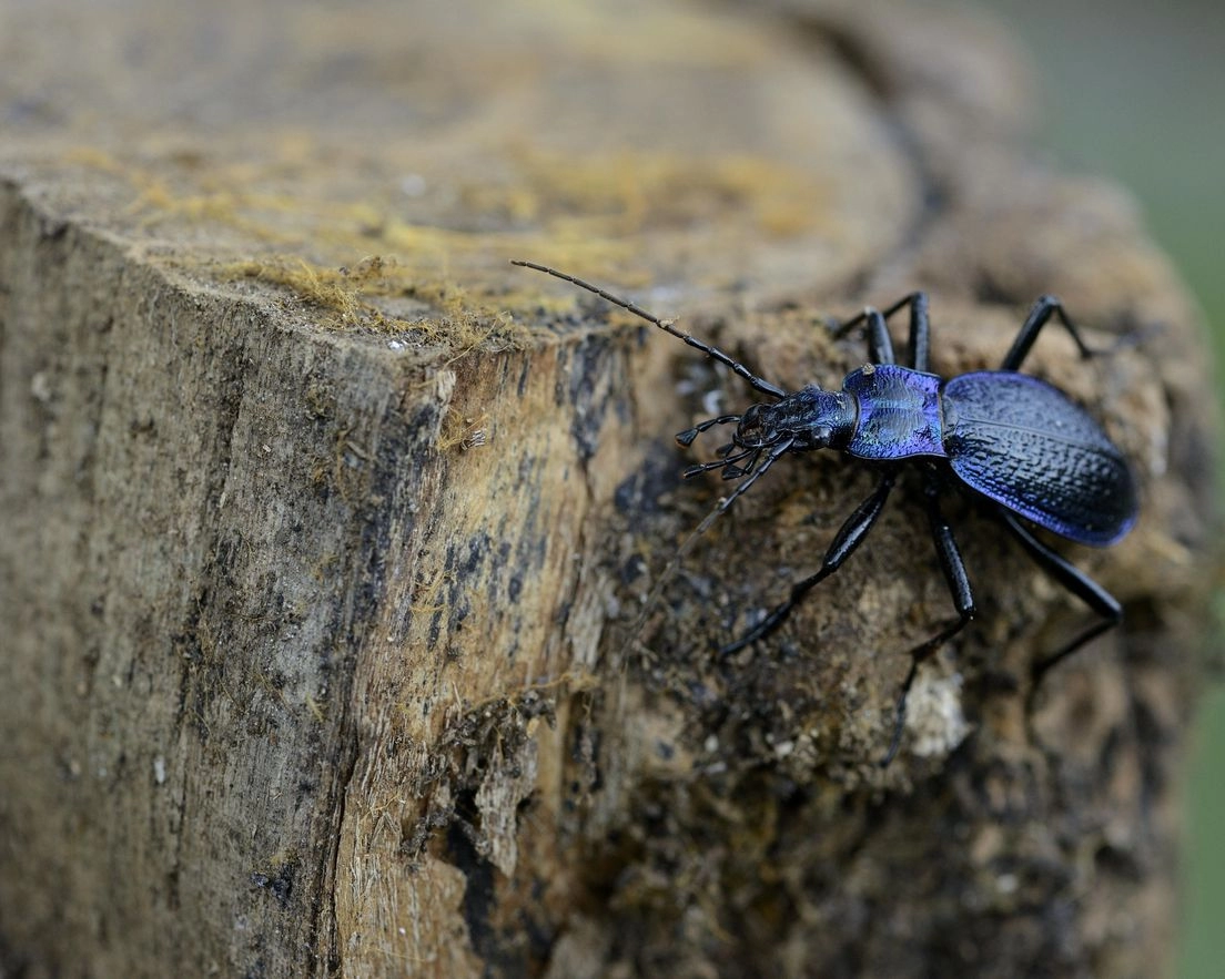 Znanstvenici pronašli domišljat način kako pratiti živote neuhvatljivih insekata